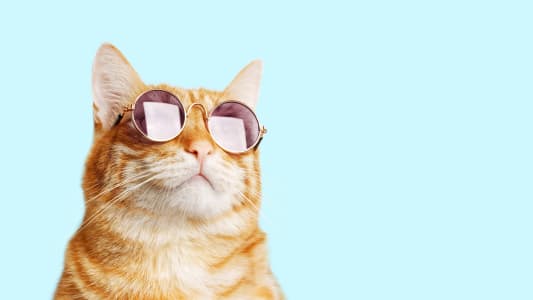 Quels sont les races de chats les plus assurs ?