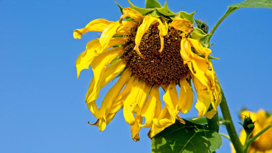 tournesol